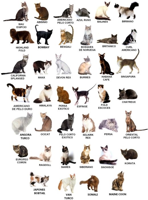Kako izabrati mačku - Vrste Macaka