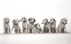 dalmatian_puppies_1600x1200